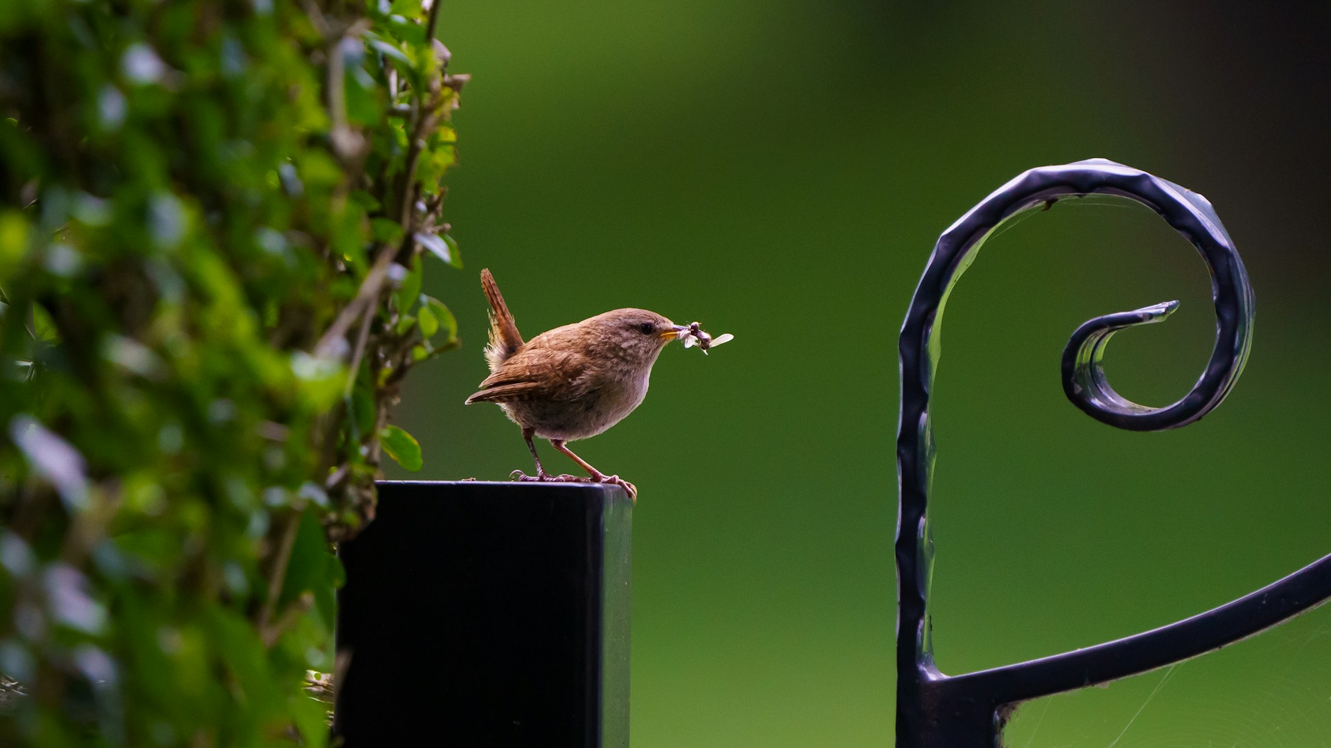 Vogelfutter selbst herstellen: Praktische Tipps und kreative Ideen